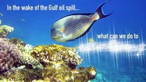 Healing the Gulf Waters and Sea Life