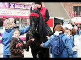 Friesian Stallion Zorro
