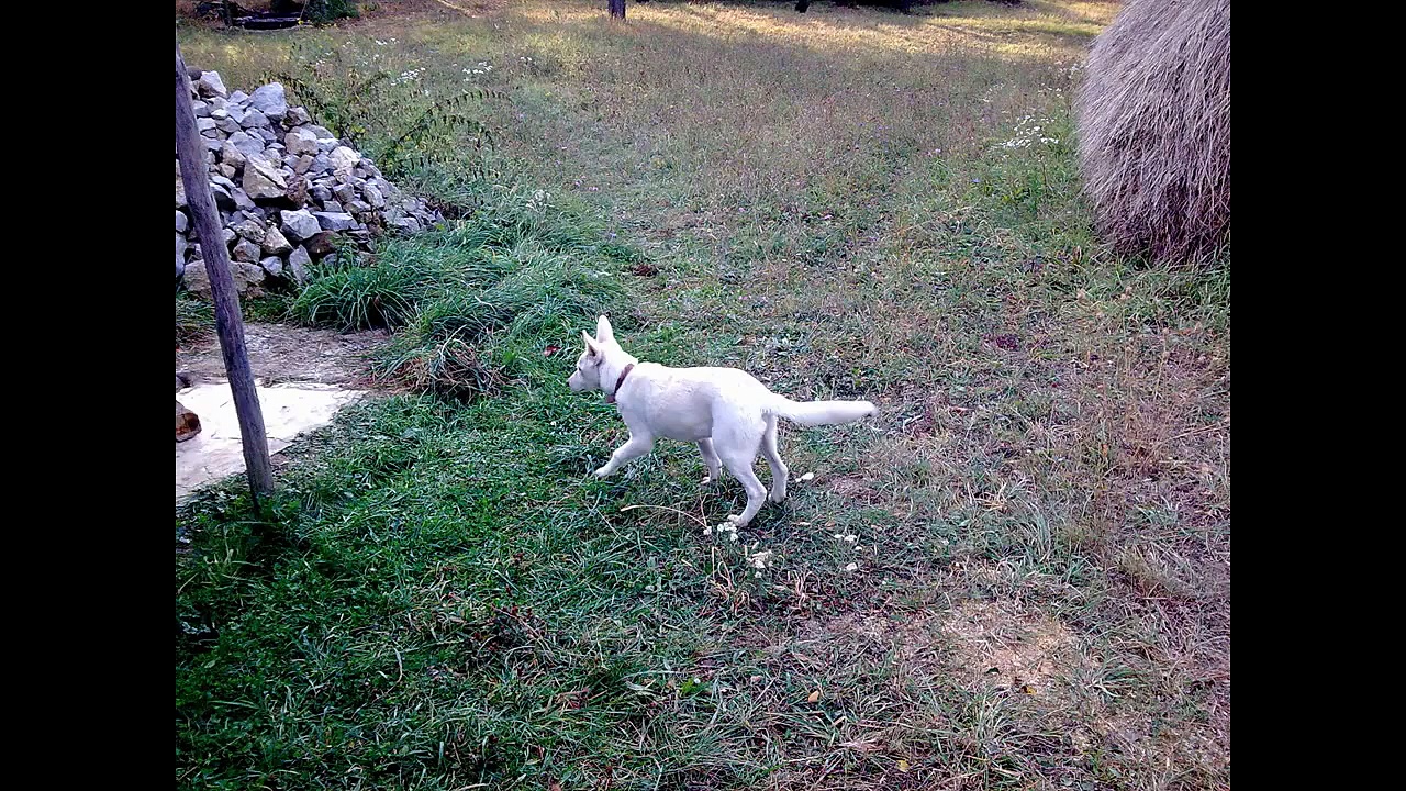 Cutest mixed breed dog