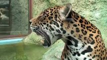 2010.7.13　ジャガーのキコさんが大好きです(日本平動物園)