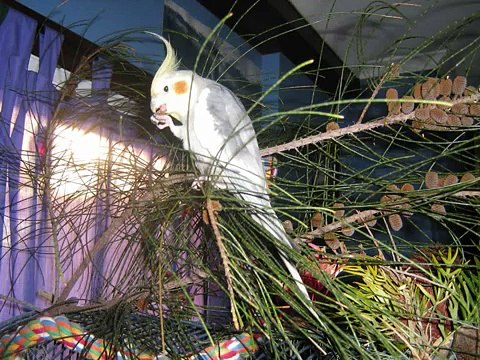 Playful food for parrots, featuring Cockatiels and Budgies