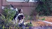 Cute Puppy Fun Video Pocket Puppies Playing a Beagles Beagle