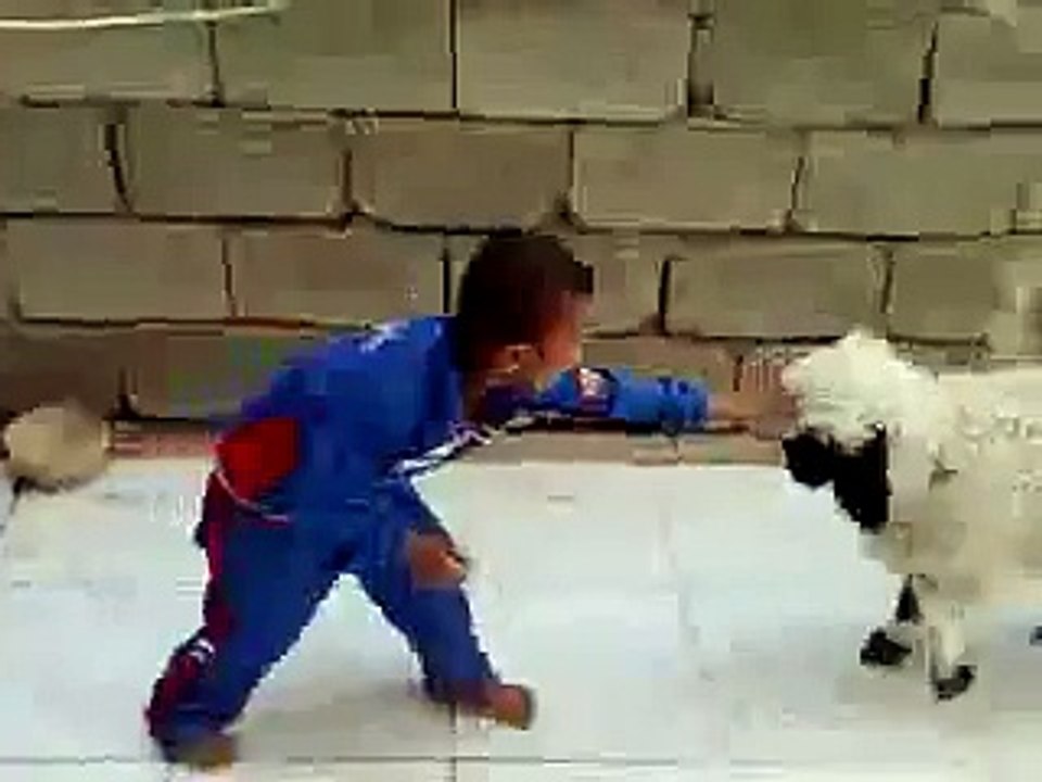 Crying Boy VS Angry Sheep - Funny