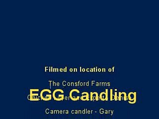 egg candling - see the babies