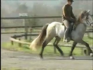 Jaki von Aegidienberg ( Islandpferd Tölt )