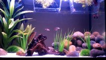 Betta tank, how to keep multiple fish in 1 tank