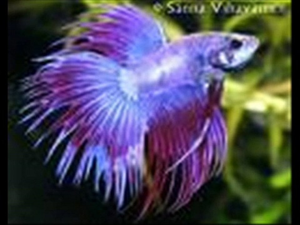 Eläimiä-Schnuffel Bunny- Snuggle Song