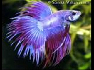 Eläimiä-Schnuffel Bunny- Snuggle Song