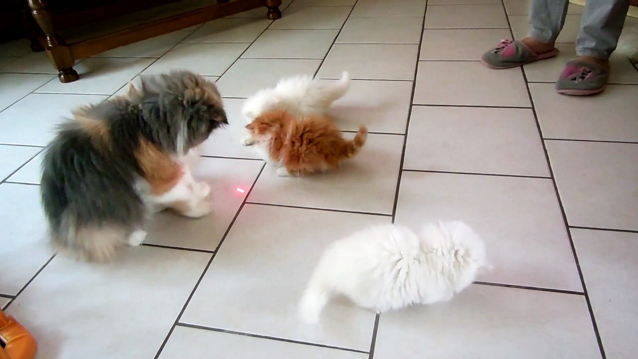 mes bébés 7 semaines