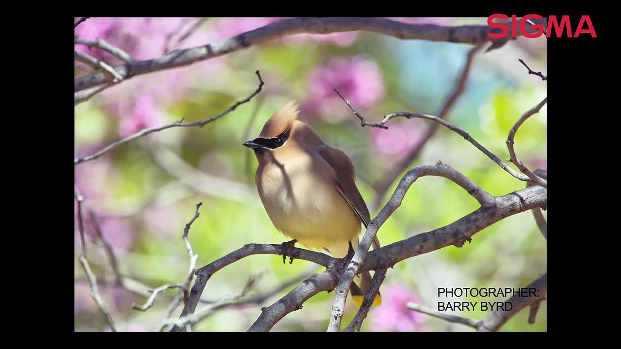 The Sigma 50-500mm F4.5-6.3 APO DG OS HSM zoom lens