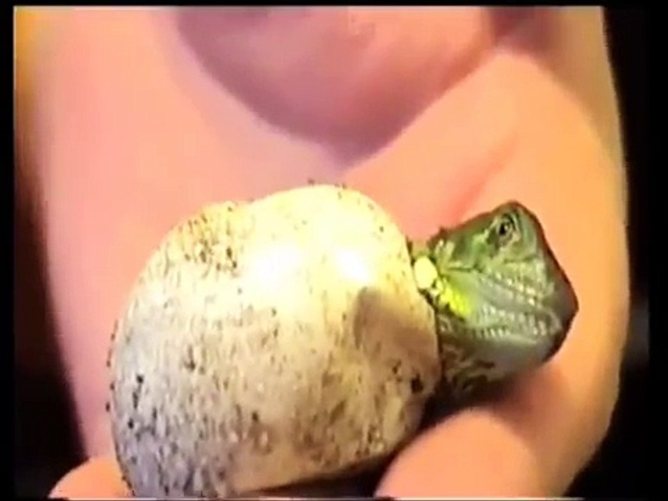 Eclosión de iguana iguana