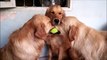 3 dogs on the same tennis ball : so cute Golden retrievers
