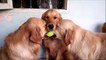 3 chiens pour 1 balle : Golden Retrievers trop adorables