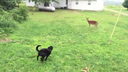 Deer and dog Chase each other... So cute!
