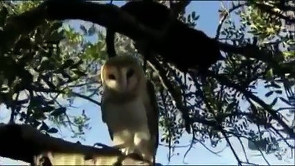 平島智秀のリラックス動画４