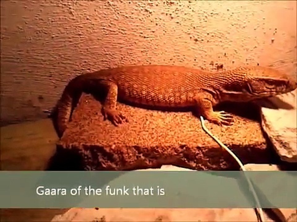 My Lizards! Monitor,Tegu and Bearded dragon's