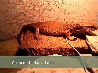 My Lizards! Monitor,Tegu and Bearded dragon's