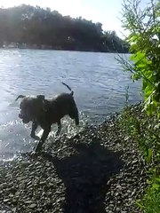 amstaff bleu femelle 10 mois