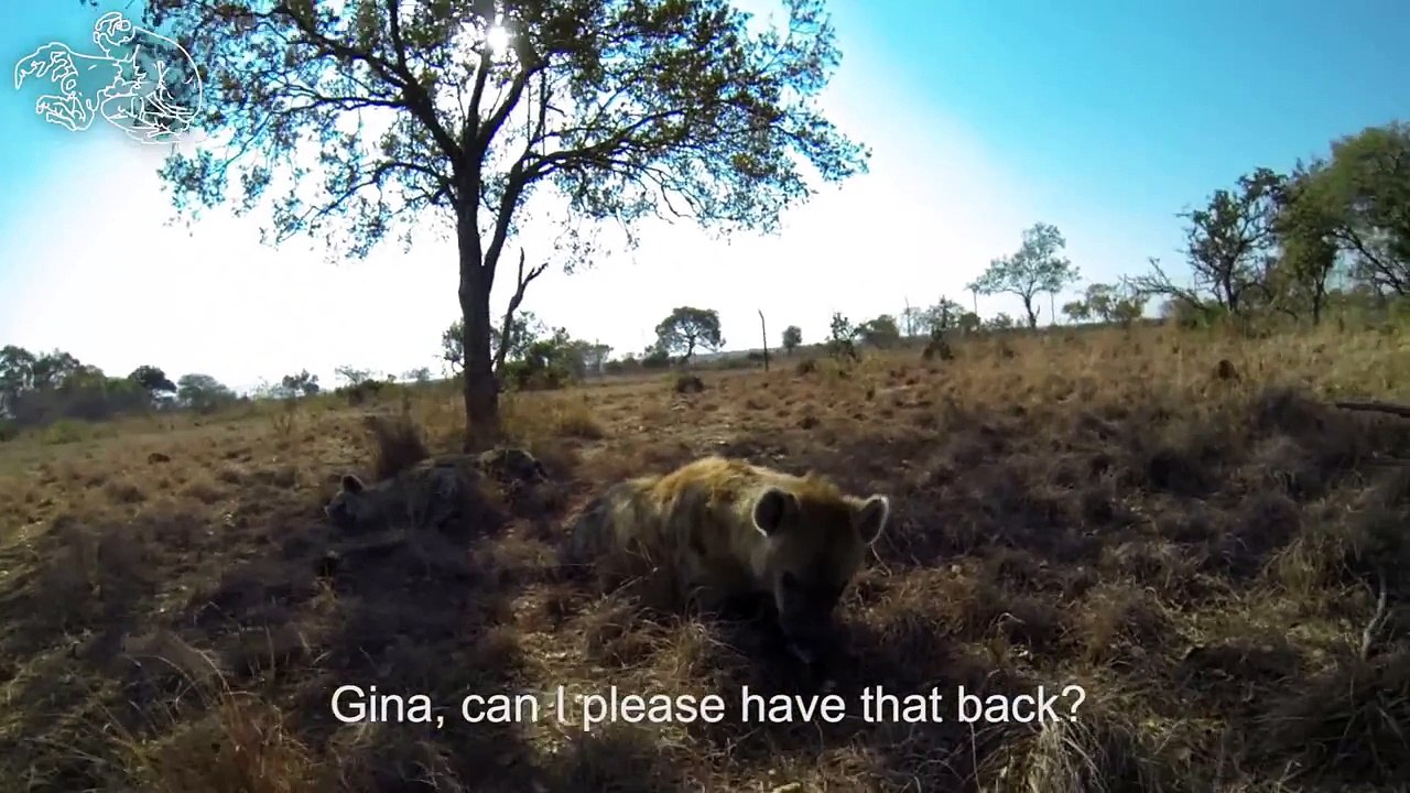 Inside a Hyenas mouth