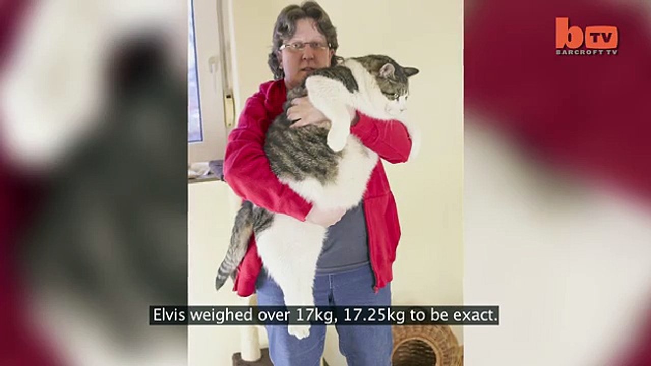 Elvis pèse plus de 17kg et est sans doute le plus gros chat du monde...