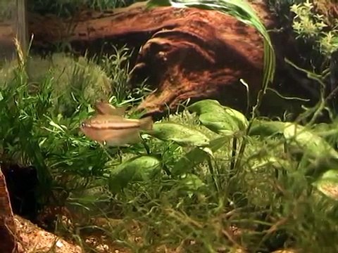 The Croaking Gourami Trichopsis schalleri