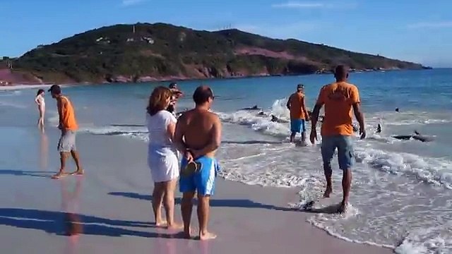 Delfini se nasukali na plaži