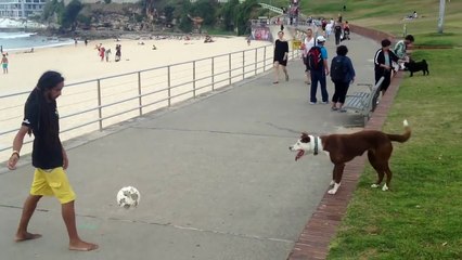 Every living artillery in Brazil  Offers on 3  4 or transfer a row field dog