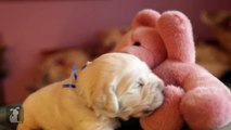14 Day Old Golden Retriever Puppy Loves His Teddy Bear - Puppy Love