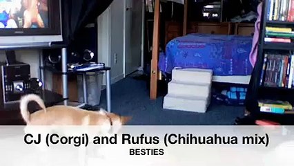 Let Me Tell You About My Best Friend!