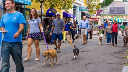 The Black Dog Parade 2013