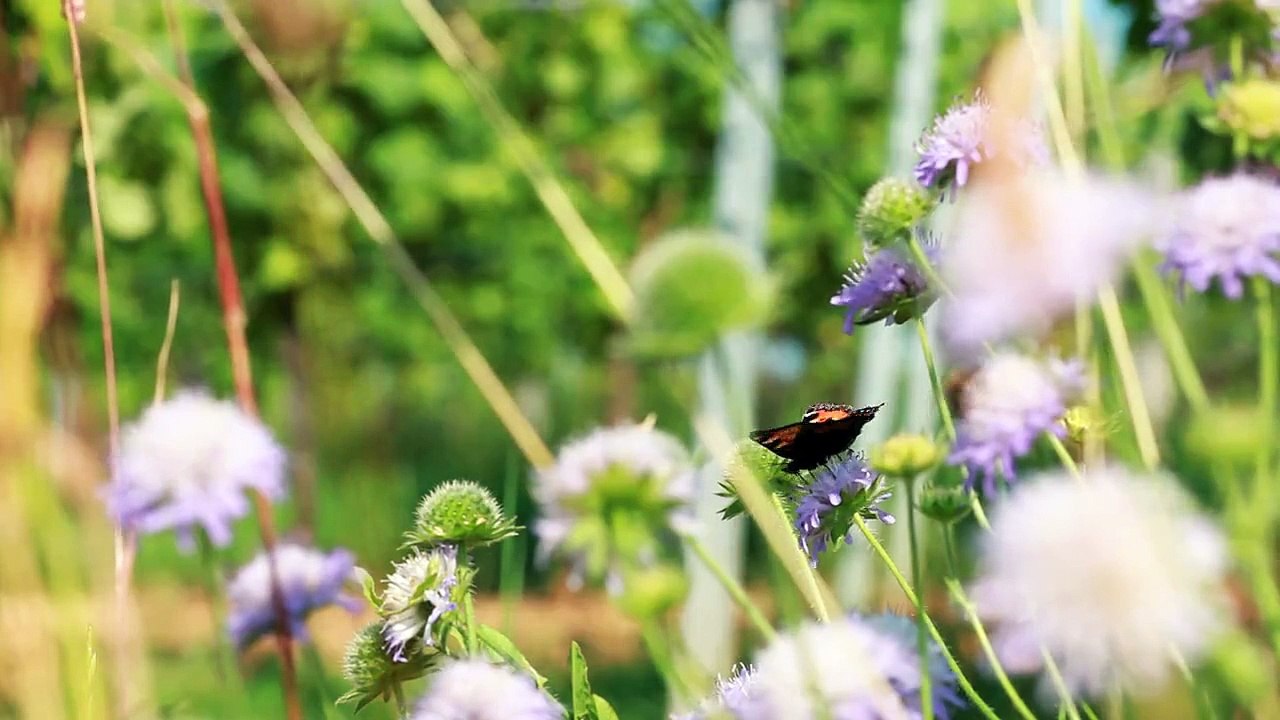 Le jardin des Vins d'Alsace