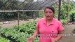 Planting Seeds: Organic Cacao
