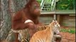 Solidarité animale : quand un orang-outan nourrit un bébé tigre