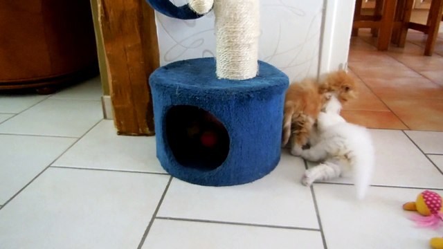 mes bébés 7 semaines