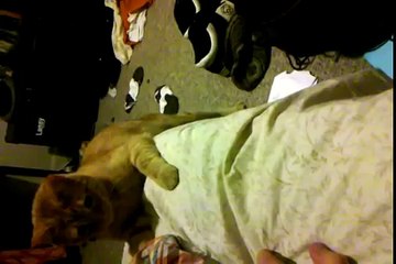 Every cat should be given crazy eyes at least 5min a day.