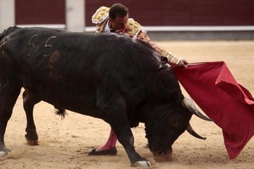 Un matador perd un testicule