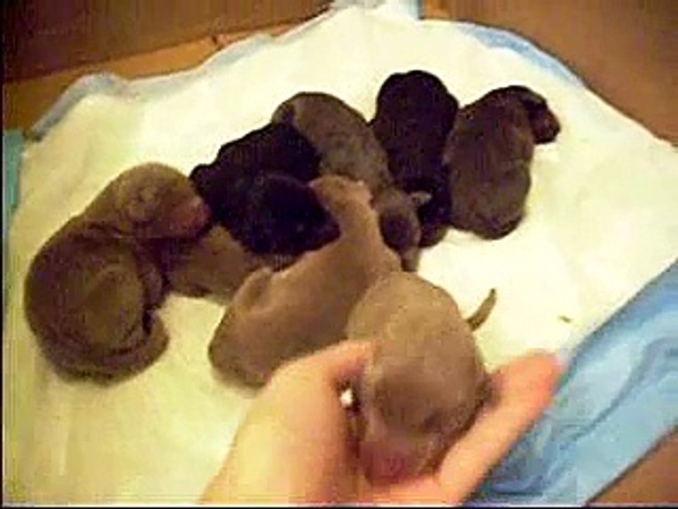 My New Puppies