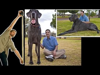 Largest Animals in the World