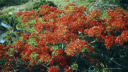 Binh hung Island - Đảo Bình Hưng, Cam Ranh, Vietnam