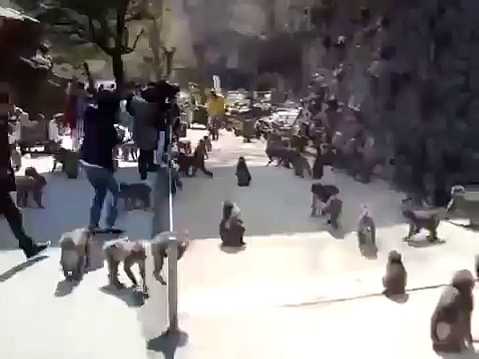 اكل القرود