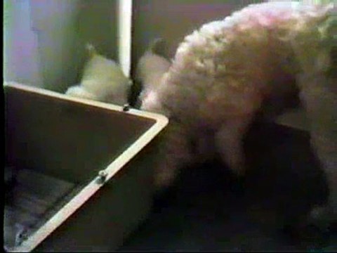 Bichon Frise puppies (few weeks old)