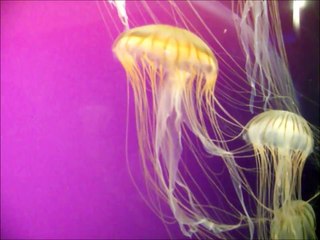 Jellies Shedd Aquarium Chicago Illinois