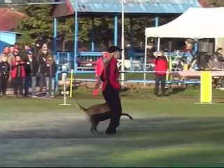 Dagger de Alphaville Bohemia - B 97 - MR IPO ČKS 2011