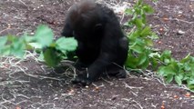 Baby Gorilla Nafi - Tierpark Hellabrunn
