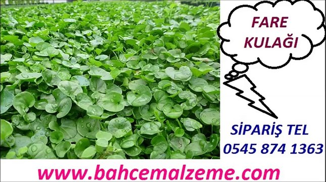 FARE KULAĞI TOHUMU SATIŞLARI, FARE KULAĞI DECHONDRA SATIŞ FİYATLARI, ANKARA FARE KULAĞI SATIŞI, fare kulağı tohumu en uygun fiyatlarla satılır.