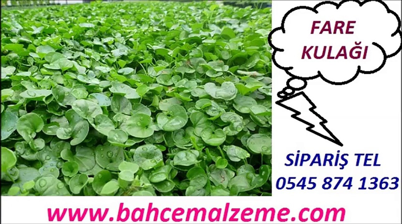 FARE KULAĞI TOHUMU SATIŞLARI, FARE KULAĞI DECHONDRA SATIŞ FİYATLARI, ANKARA FARE KULAĞI SATIŞI, fare kulağı tohumu en uygun fiyatlarla satılır.