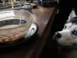 Siberian Husky Dog Talking for Chinese Food