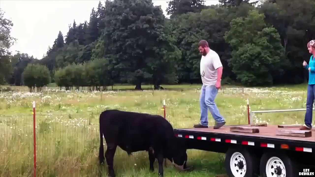 Un abruti essaie de monter une vache