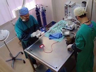 YAVRU KÖPEK KIRIK BACAK -FEMUR- AMELİYATI