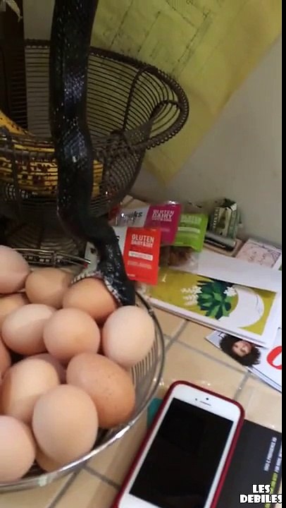 Un serpent vient dans une cuisine pour voler des oeufs